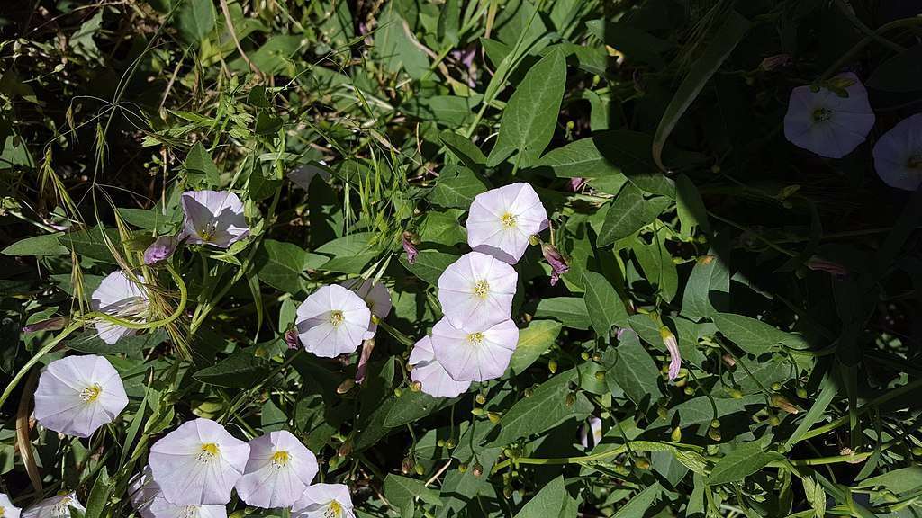 How to Identify and Get Rid of Bindweed in Your Idaho Lawn